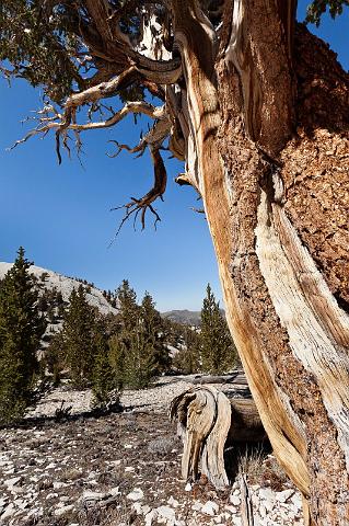 014 Ancient Bristlecone Pine Forest.jpg